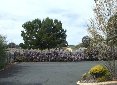 Lilac City Motor Inn & Streakhouse - Whitsundays Accommodation 1