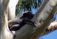 Dunbogan Caravan Park - Whitsundays Accommodation 2