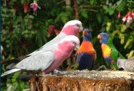 Dunbogan Caravan Park - Whitsundays Accommodation 4