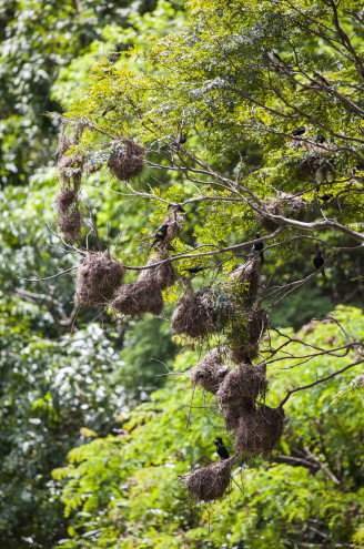 Lake Placid Tourist Park - Whitsundays Accommodation 4