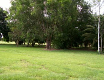 Daly River Mango Farm - Whitsundays Accommodation 1