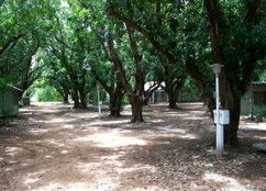Daly River Mango Farm - Whitsundays Accommodation 4