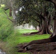 Rivergum Cottage - Whitsundays Accommodation