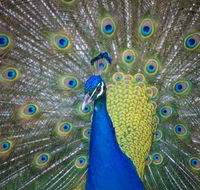 Willunga Peacock Farm Bed and Breakfast - Whitsundays Accommodation