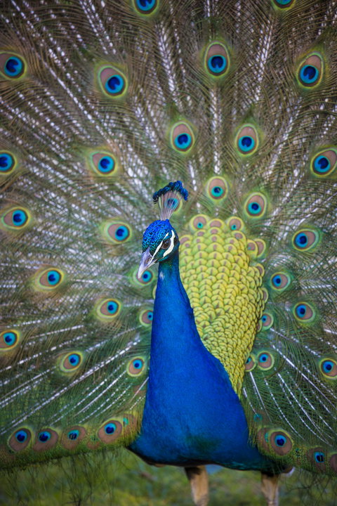 Willunga Peacock Farm Bed And Breakfast - Whitsundays Accommodation 0