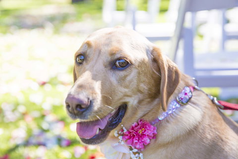 Willunga Peacock Farm Bed And Breakfast - Whitsundays Accommodation 4