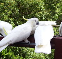 Lorikeet Lane BB - Whitsundays Accommodation