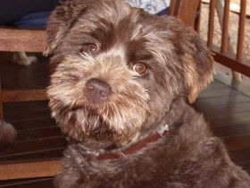 Lagoon Pocket Bed And Breakfast - Whitsundays Accommodation 0