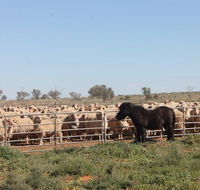 Pimpara Lake StationStay - Whitsundays Accommodation