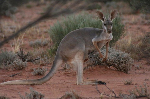 Pimpara Lake StationStay - Whitsundays Accommodation 1