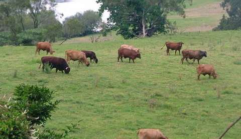 Bemurrah Homestead At Pee Dee - Whitsundays Accommodation 5