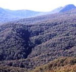 Callicoma Hill Eco-Cabins - Whitsundays Accommodation