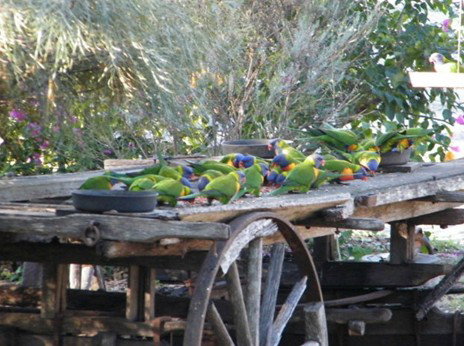 Barambah Bush Caravan Park - Whitsundays Accommodation 5