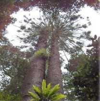 Moorlands Country Retreat - Whitsundays Accommodation 0