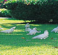 Aurora Kakadu - Whitsundays Accommodation