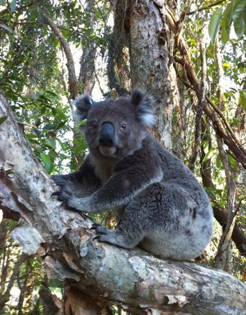 O'Carrollyns At One Mile Beach - Whitsundays Accommodation 0