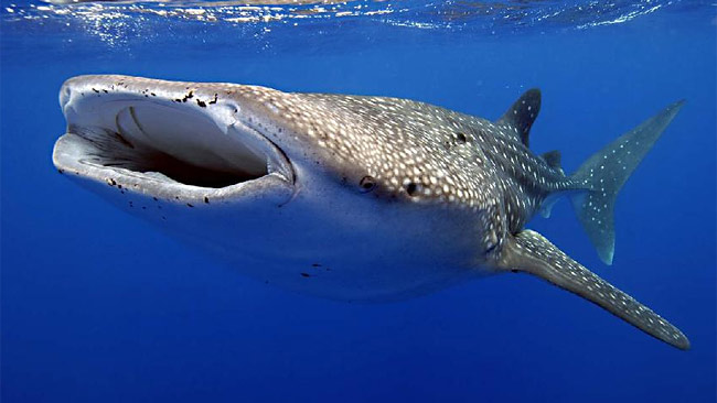 Exmouth Holiday Homes - Whitsundays Accommodation