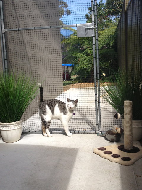 Caringbah Cat Hotel - Whitsundays Accommodation 0