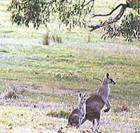Kangaroo Ridge Retreat - Whitsundays Accommodation
