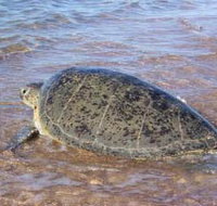 Mackerel Islands - Whitsundays Accommodation