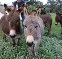 Donkey Tales Farm Cottages - Whitsundays Accommodation