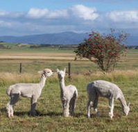 Promhills Cabins - Whitsundays Accommodation