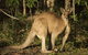 Lake Weyba Cottages Noosa - thumb 31