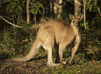 Lake Weyba Cottages Noosa - Whitsundays Accommodation 31