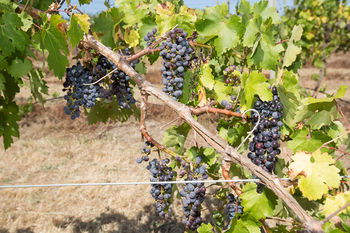 De'Vine Escape - Whitsundays Accommodation 13