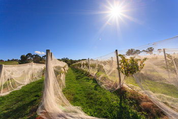 De'Vine Escape - Whitsundays Accommodation 14