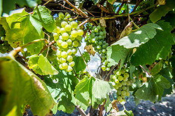 De'Vine Escape - Whitsundays Accommodation 20