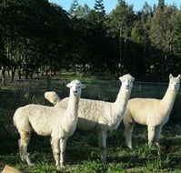 Blackwattle Farm BampB and Farm Stay - Whitsundays Accommodation