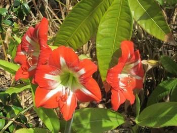 Sunshine Valley Cottages - Whitsundays Accommodation 2