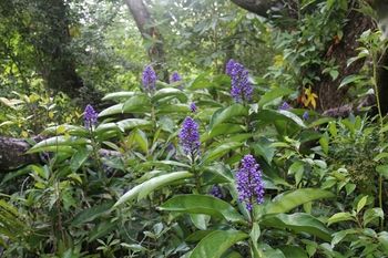 Sunshine Valley Cottages - Whitsundays Accommodation 7