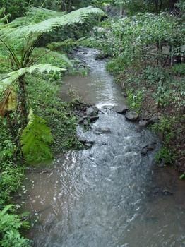 Treetops Accommodation Montville - Whitsundays Accommodation 4