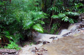 Treetops Accommodation Montville - Whitsundays Accommodation 11