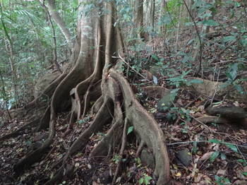 Treetops Accommodation Montville - Whitsundays Accommodation 20