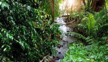 Treetops Accommodation Montville - Whitsundays Accommodation 48