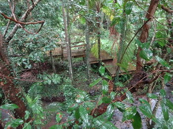 Treetops Accommodation Montville - Whitsundays Accommodation 80