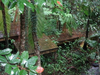 Treetops Accommodation Montville - Whitsundays Accommodation 81