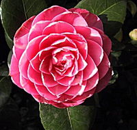 Cloverlea Gardens Bed and Breakfast - Whitsundays Accommodation