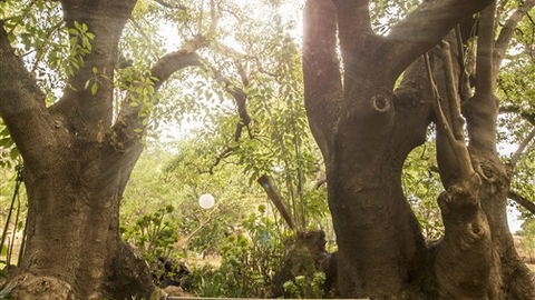 Trawool Cottages & Farmstay - Whitsundays Accommodation 5