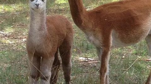 Chestnut Springs - Whitsundays Accommodation 6