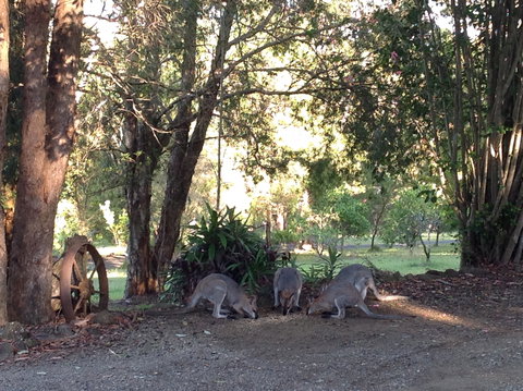 Maleny Country Cottages - Whitsundays Accommodation 5