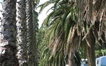 Barlings Beach Holiday Park - Whitsundays Accommodation 2