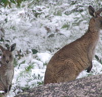 Barokee campground - Whitsundays Accommodation