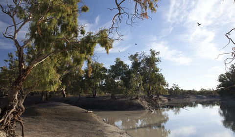 Darling River Campground - Whitsundays Accommodation 1