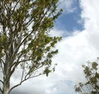 Glen Villa Resort and Tourist Park Casino - Whitsundays Accommodation