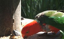 Jervis Bay Cabins And Hidden Creek Real Camping - Whitsundays Accommodation 3