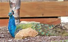 Lake Hume Tourist Park - Whitsundays Accommodation 1